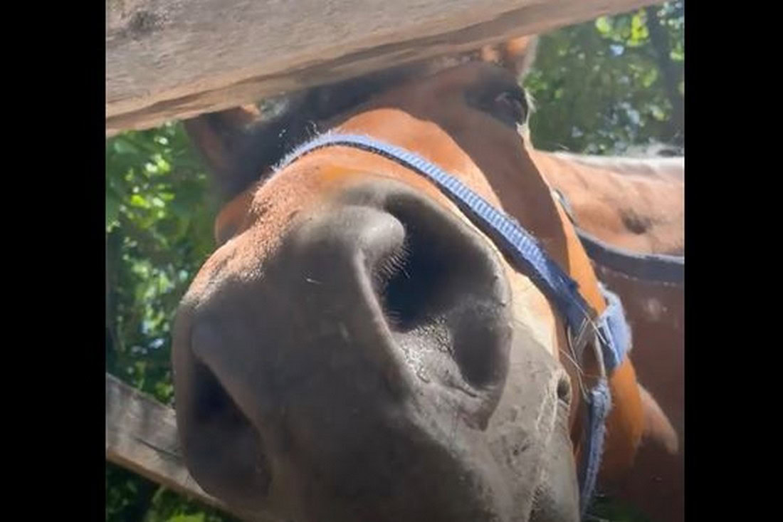 Натисни щоб дізнатись більше про: На Дніпровщині для кобили побудували навіс, щоб захистити від обстрілів