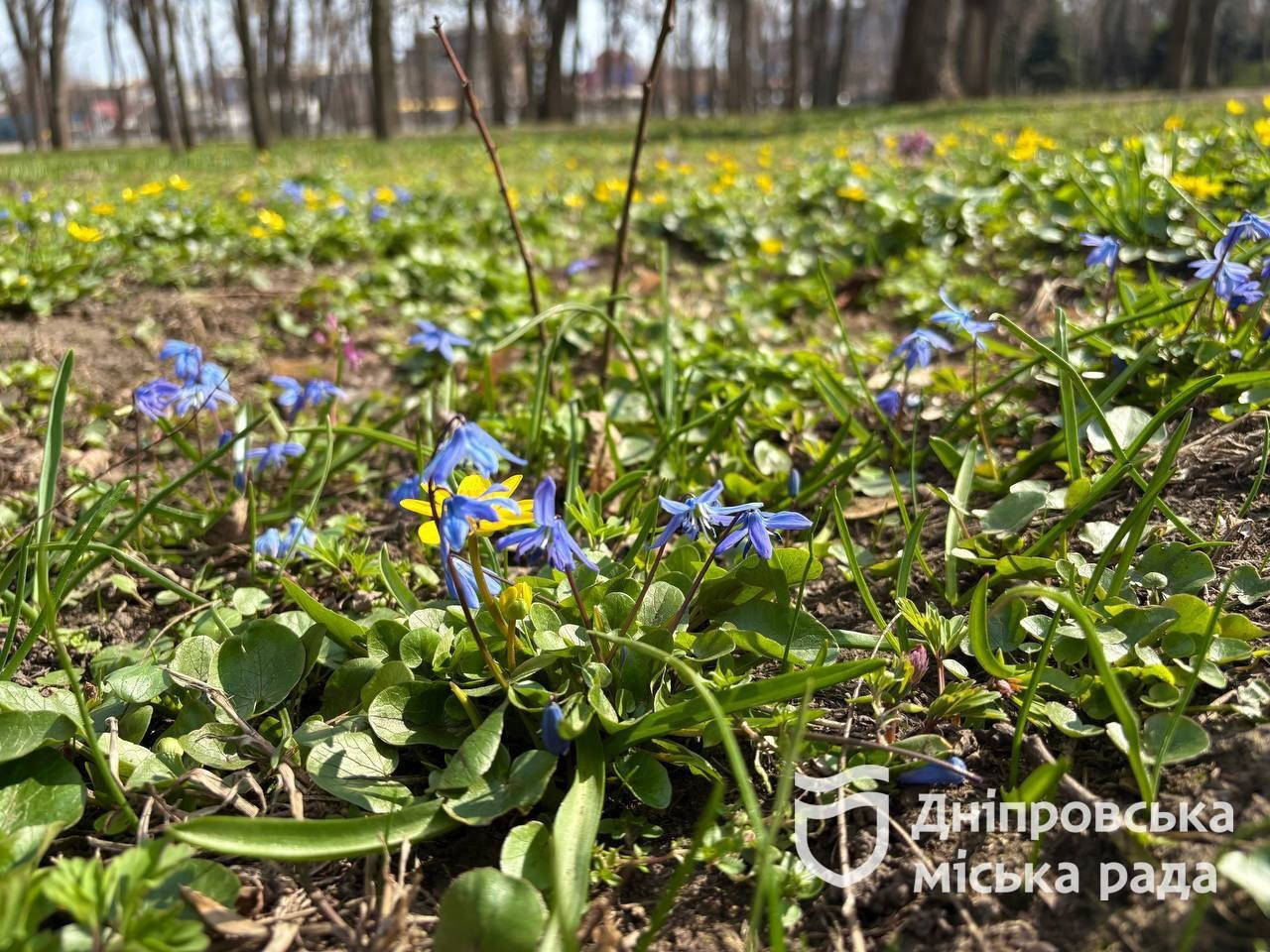 Натисни щоб дізнатись більше про: На Дніпровщині розквітли первоцвіти: крокуси, калюжниця та нарциси