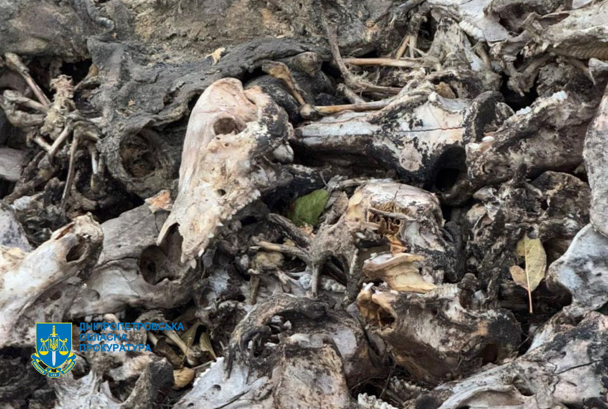 Натисни щоб дізнатись більше про: На Дніпровщині судитимуть чоловіків, які викидали у селі туші тварин