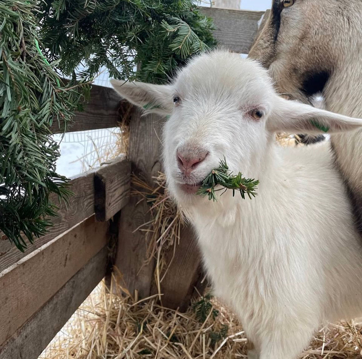 Натисни щоб дізнатись більше про: Екоферма з Дніпровщини обслуговуватиме російськомовних відвідувачів дорожче