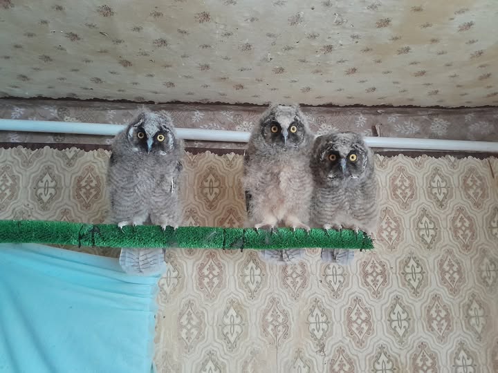 З Дніпра до Києва шукають водія для трьох совенят