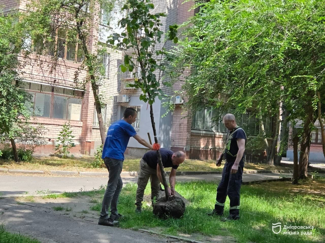 У Дніпрі неподалік вулиці Ярослава Мудрого висадили молоді липи