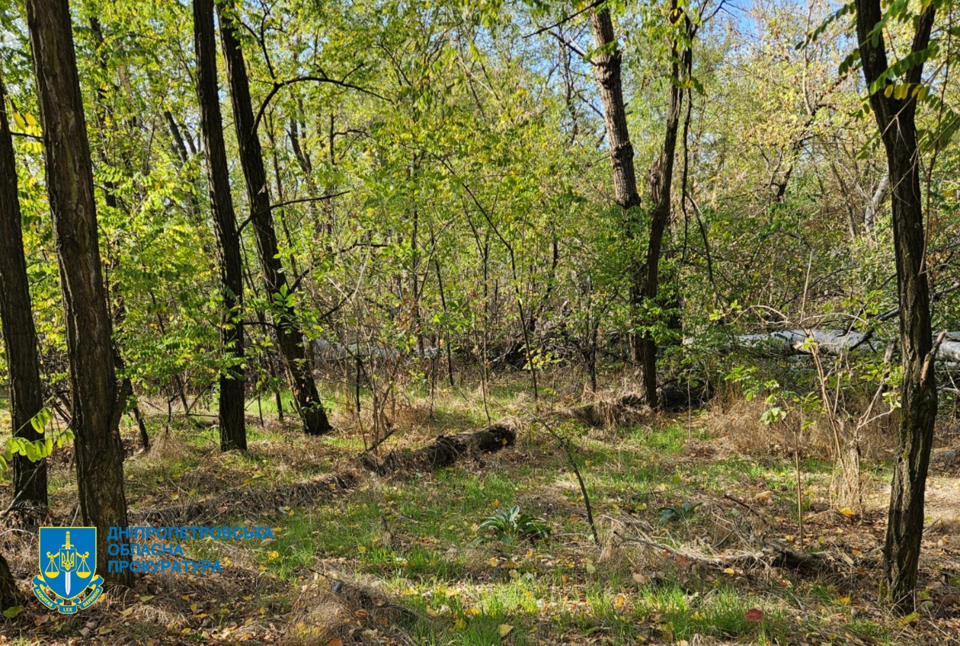 На Дніпровщині посадовця лісгоспу підозрюють у причетності до вирубки понад 670 дерев