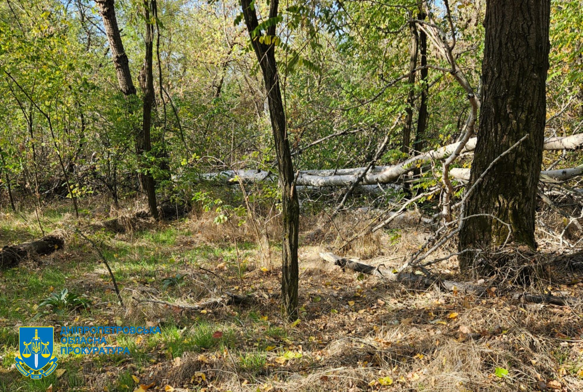 На Дніпровщині незаконно вирубали ліс на 34 млн грн