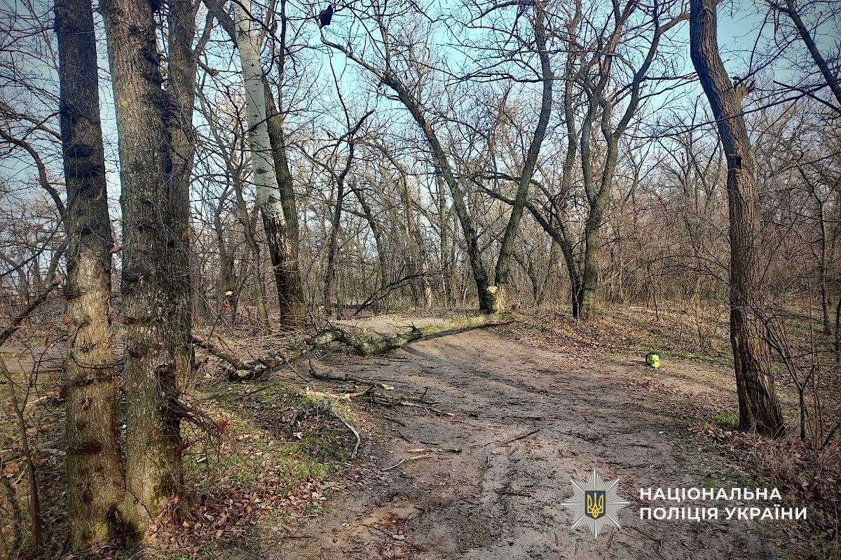 У Дніпрі чоловік незаконно зрубав дерева на 140 тисяч гривень: справу передали до суду