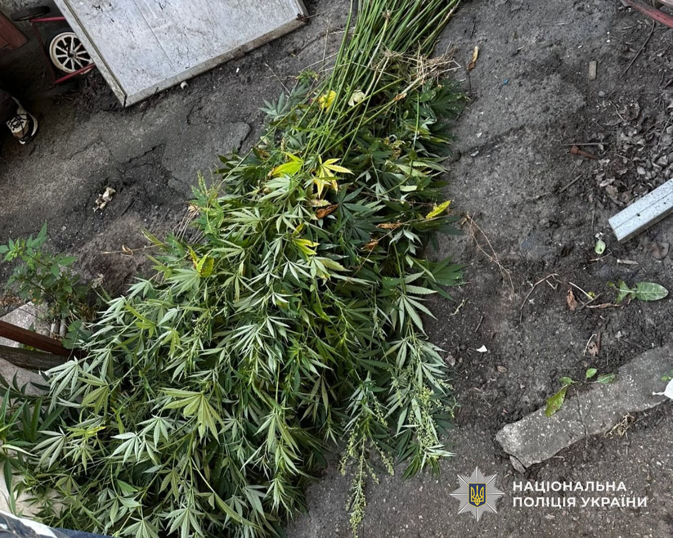На Дніпровщині поліцейські викрили плантацію конопель