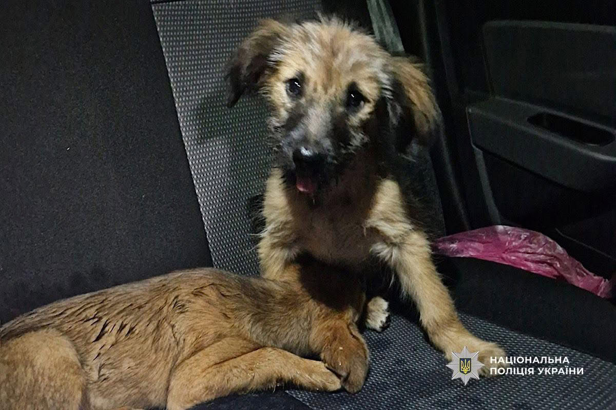 На Дніпровщині поліцейський врятував цуценят, які впали у люк
