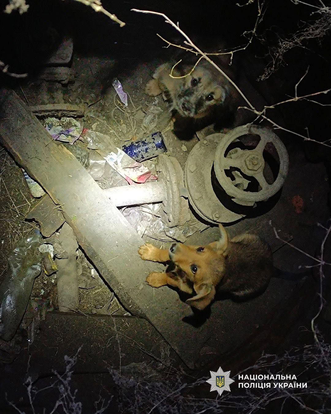 На Дніпровщині поліцейський врятував цуценят, які впали у люк