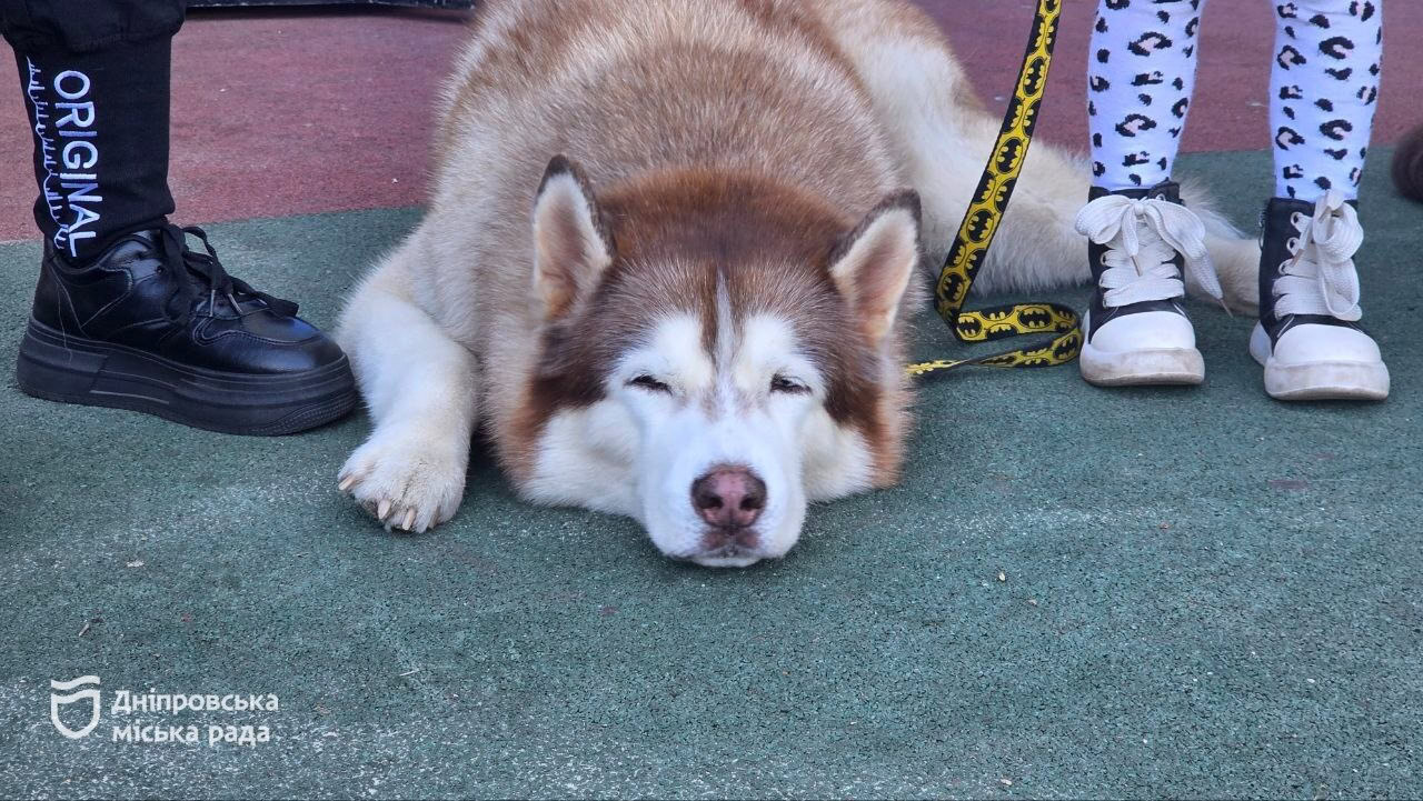 У Дніпрі відбувся кінологічний фестиваль, який зібрав понад 300 містян з песиками