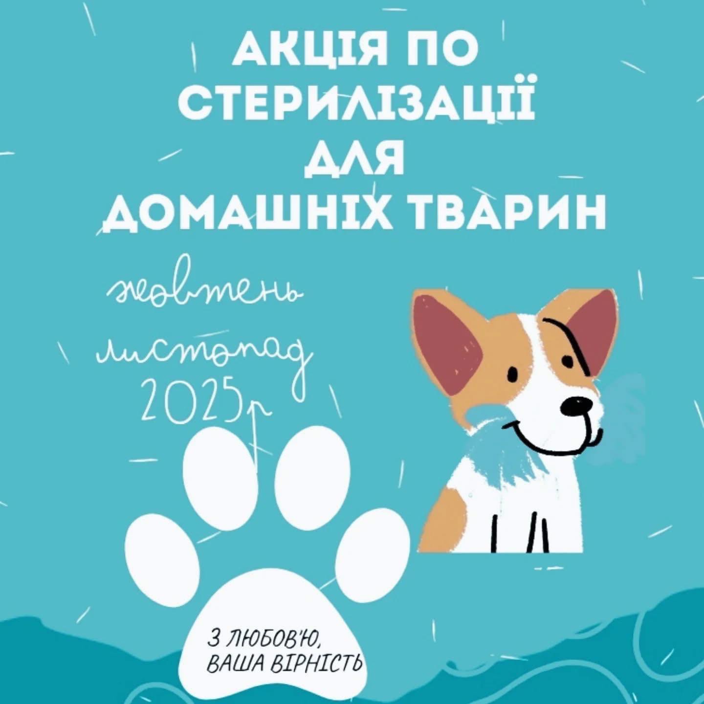 У Дніпрі стартує акція зі стерилізації домашніх тварин за зниженими цінами