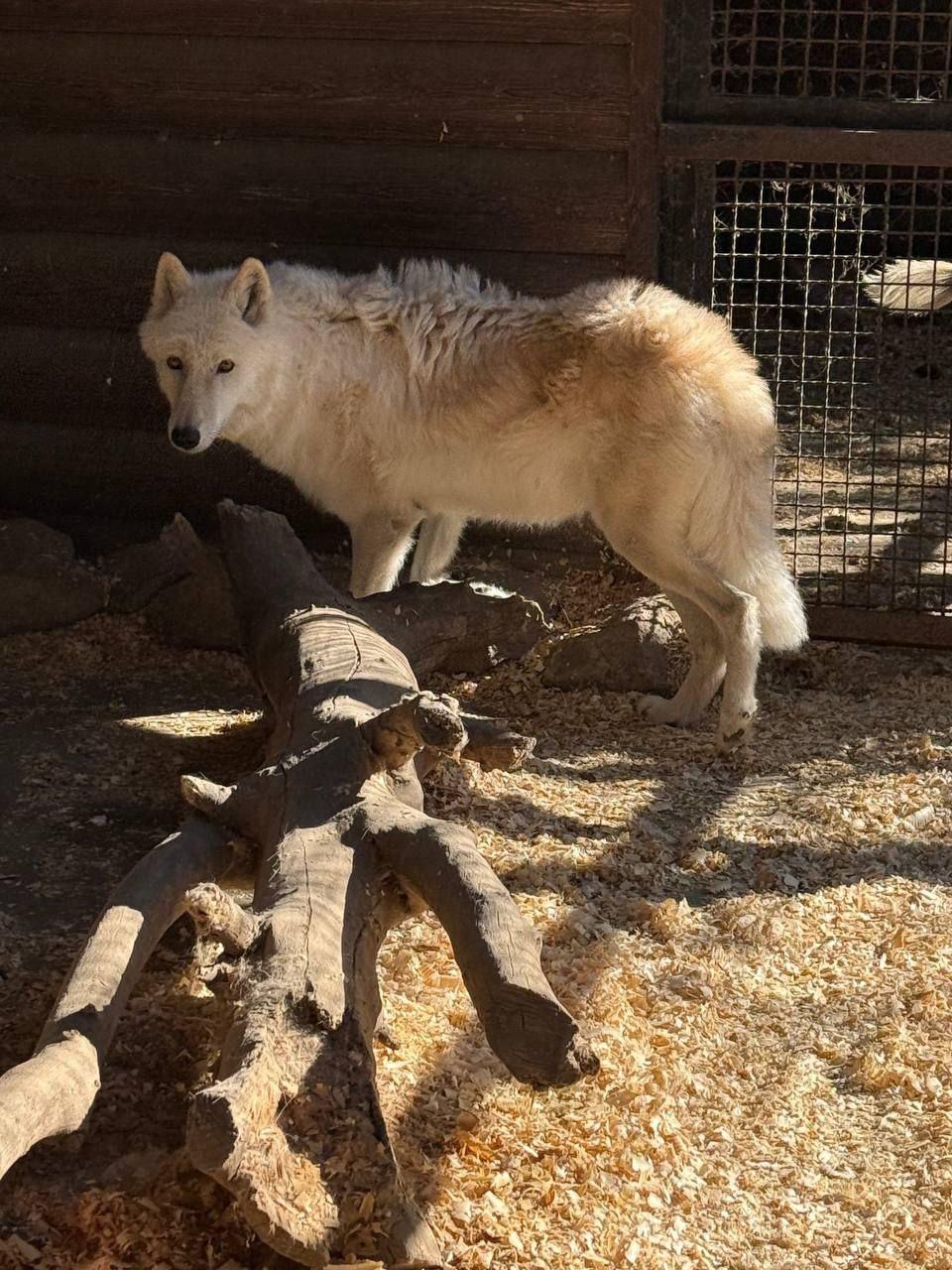 Унікальний білий вовк тепер живе у притулку Дніпра