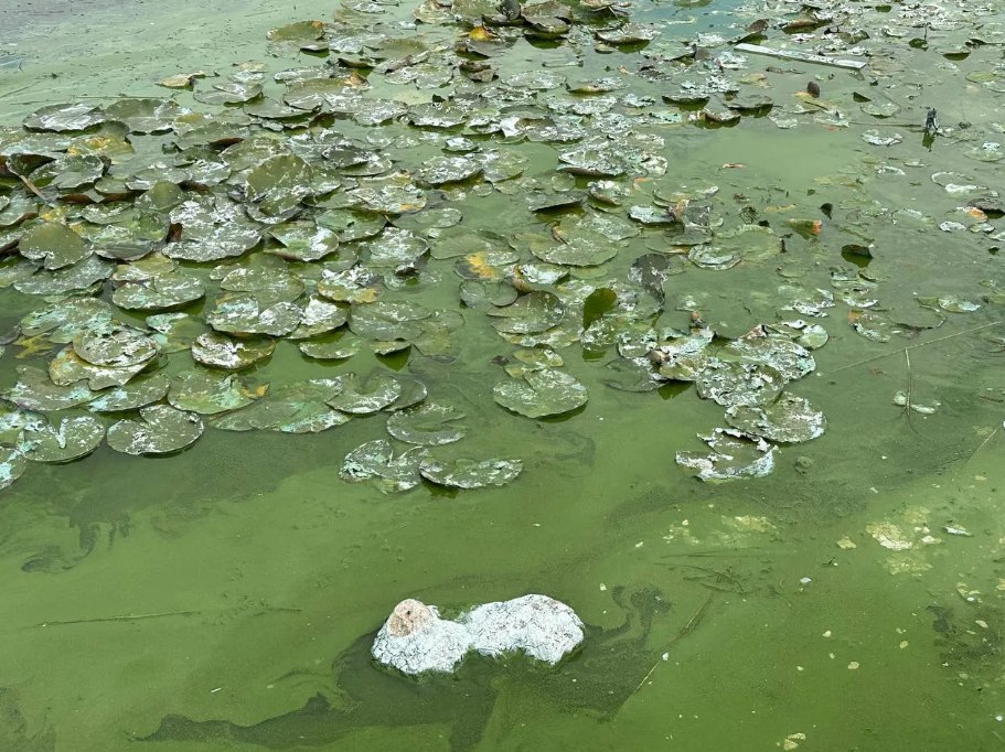 Міська рада Дніпра хоче знести дамби, причали та містки яхт-клубу
