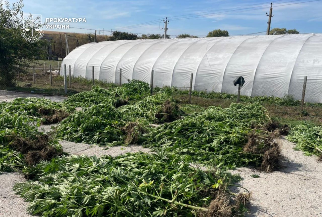 Коноплі замість овочів: на Дніпровщині викрили співмешканців із «врожаєм» на 7 млн