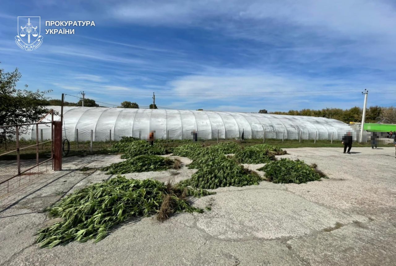 Коноплі замість овочів: на Дніпровщині викрили співмешканців із «врожаєм» на 7 млн