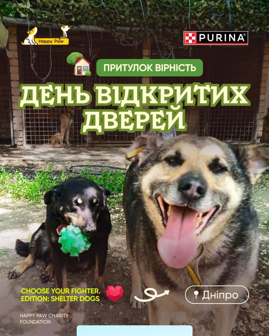У Дніпрі проведуть День відкритих дверей у притулку «Вірність»
