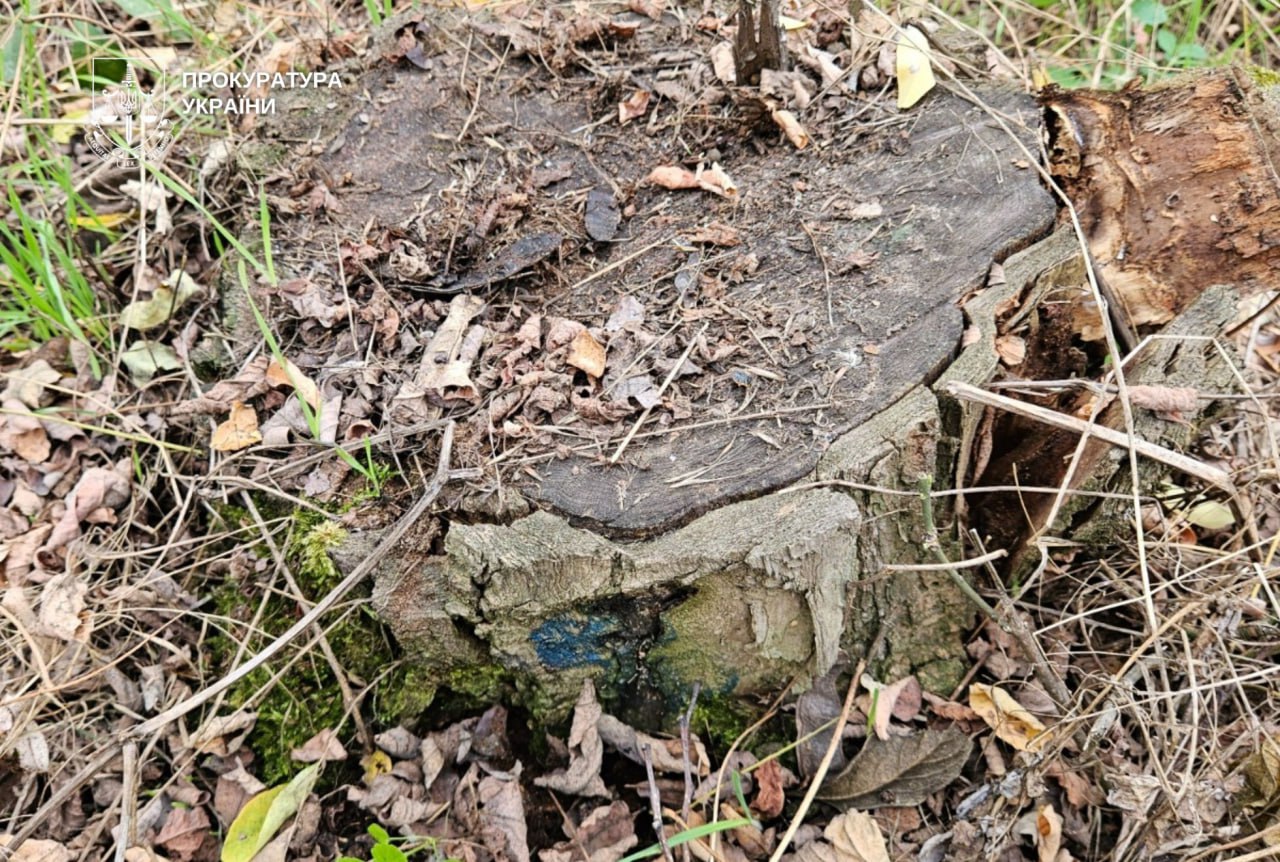 На Дніпровщині судитимуть експосадовця лісгоспу через незаконну вирубку лісу на 6,9 млн грн