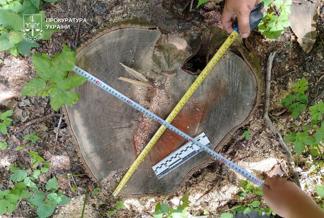 На Дніпровщині судитимуть експосадовця лісгоспу через незаконну вирубку лісу на 6,9 млн грн