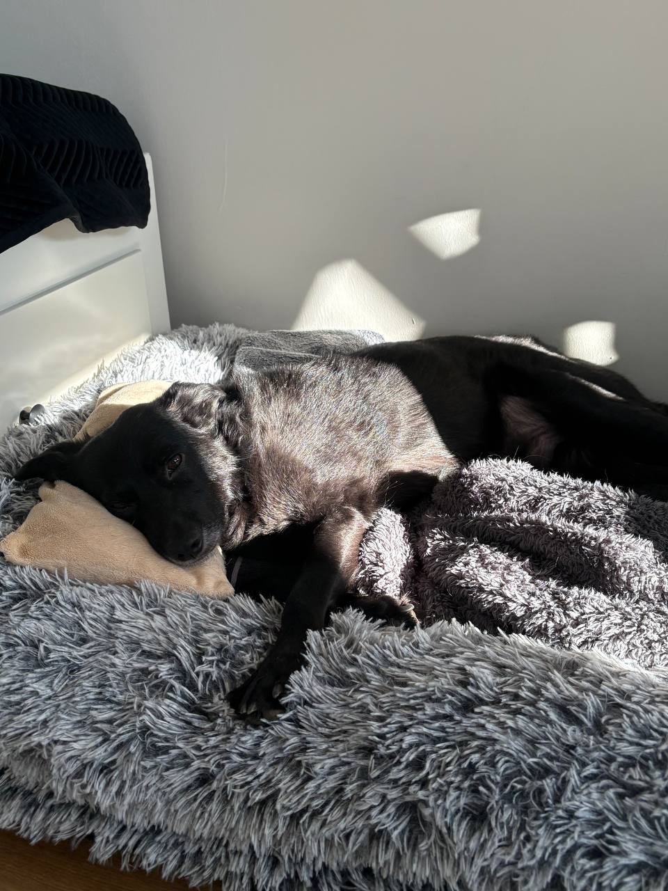 Історія реабілітації Песа: жителька Дніпра забрала за кордон херсонського песика з інвалідністю