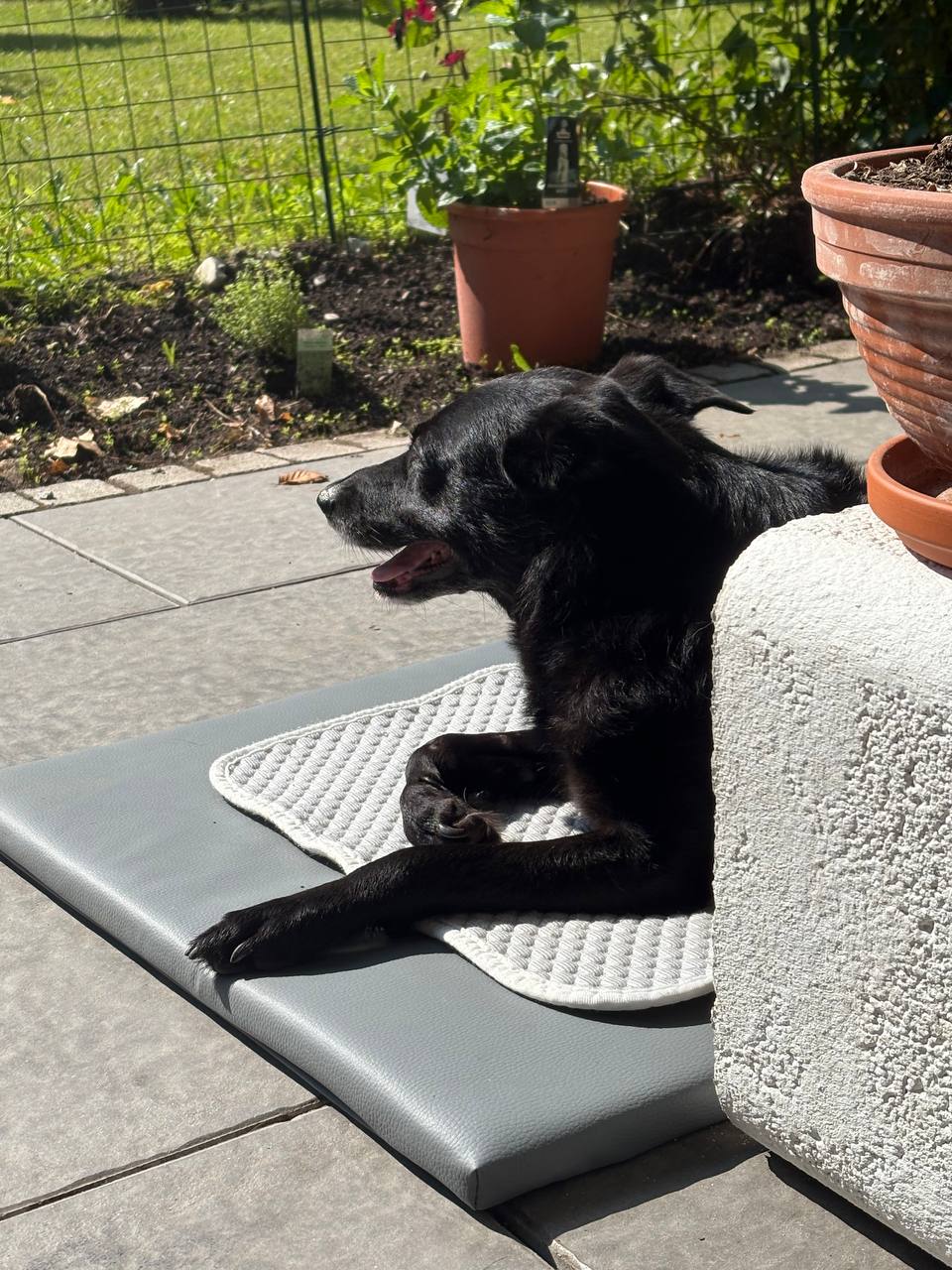 Історія реабілітації Песа: жителька Дніпра забрала за кордон херсонського песика з інвалідністю