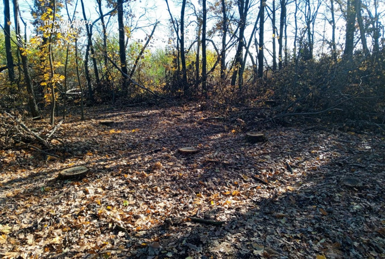 Понад 1 млн грн збитків: на Дніпровщині прокуратура вимагає компенсацію за вирубку лісу