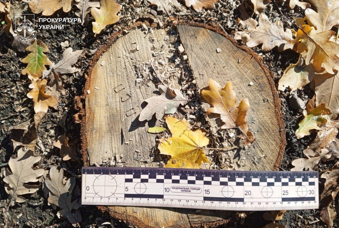 Понад 1 млн грн збитків: на Дніпровщині прокуратура вимагає компенсацію за вирубку лісу