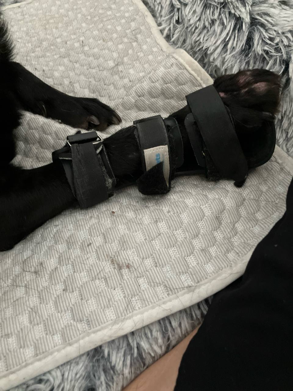 Історія реабілітації Песа: жителька Дніпра забрала за кордон херсонського песика з інвалідністю