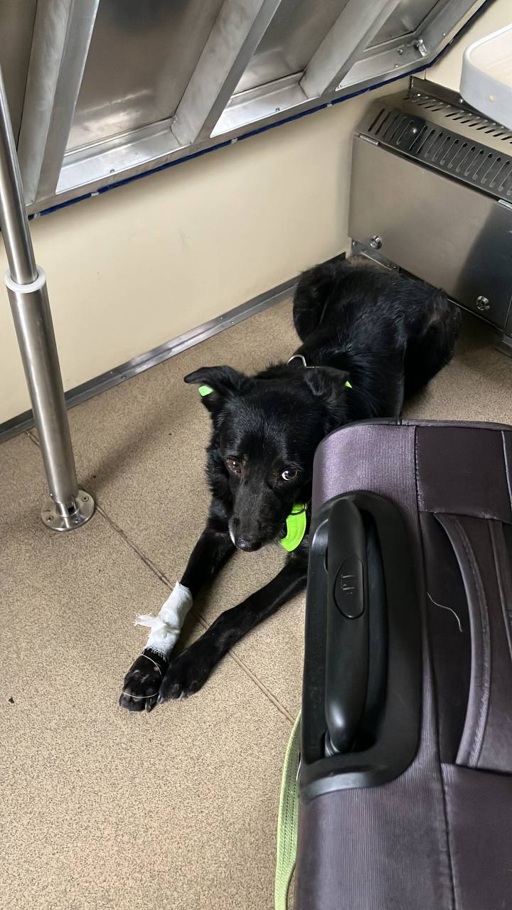 Історія реабілітації Песа: жителька Дніпра забрала за кордон херсонського песика з інвалідністю