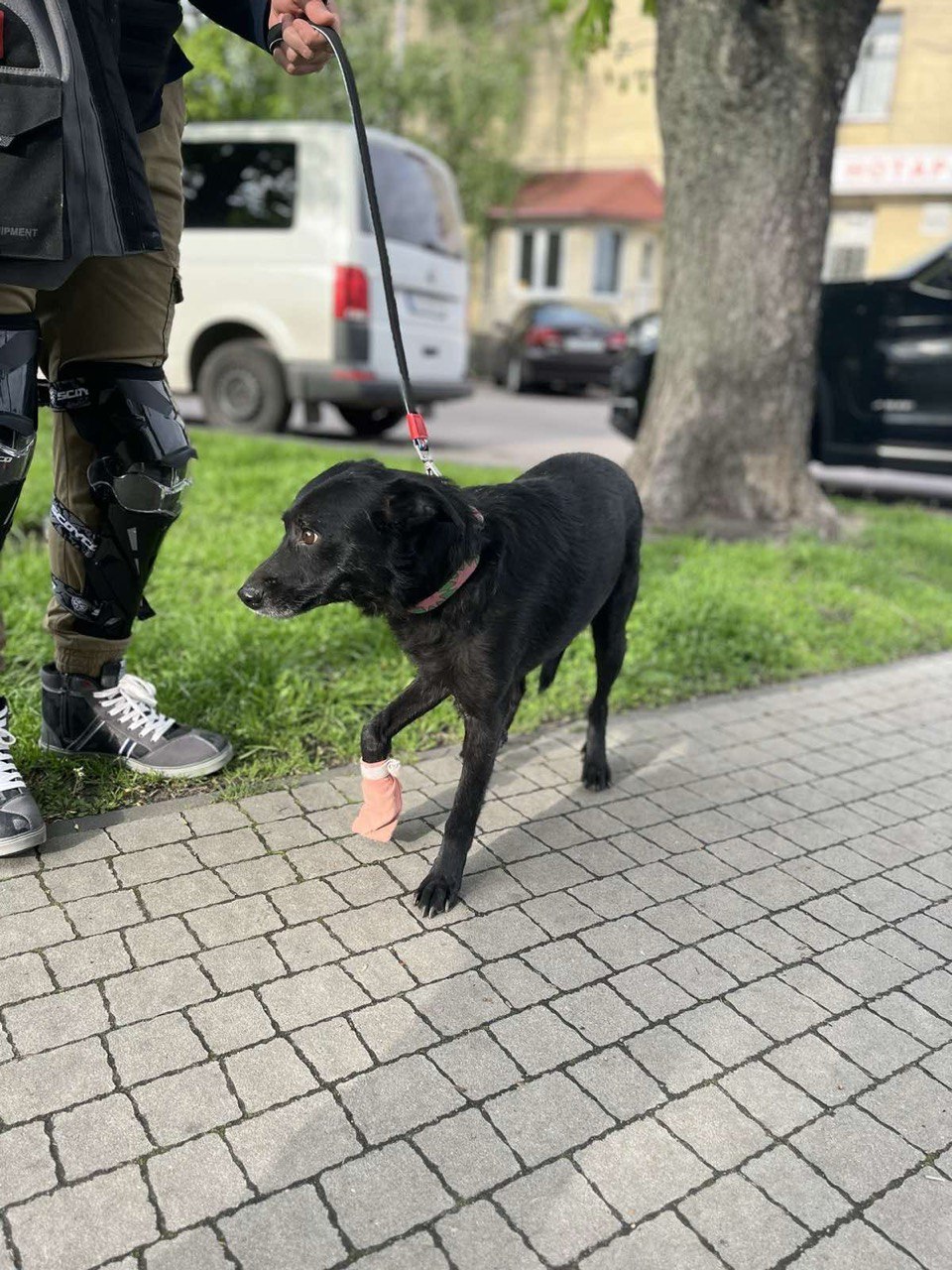 Історія реабілітації Песа: жителька Дніпра забрала за кордон херсонського песика з інвалідністю