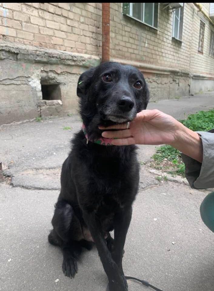 Історія реабілітації Песа: жителька Дніпра забрала за кордон херсонського песика з інвалідністю