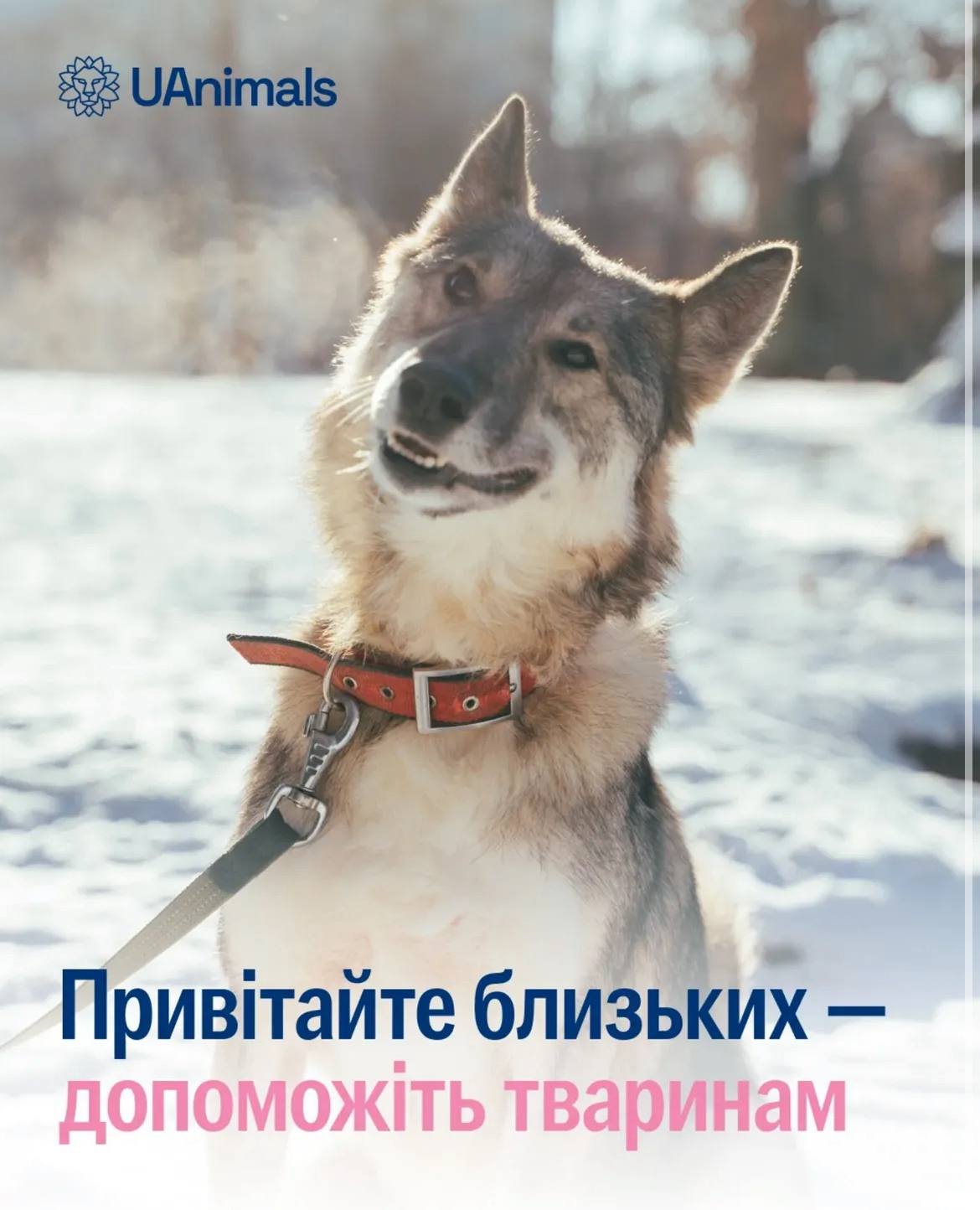 Новорічний гайд добрих справ: куди донатити на свята