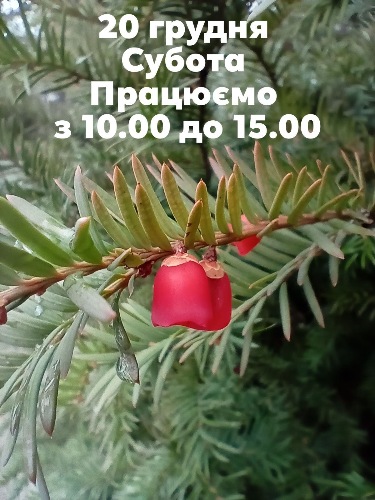 Новорічна магія у Ботсаду Дніпра – майстеркласи, різдвяний ярмарок та тематичні виставки