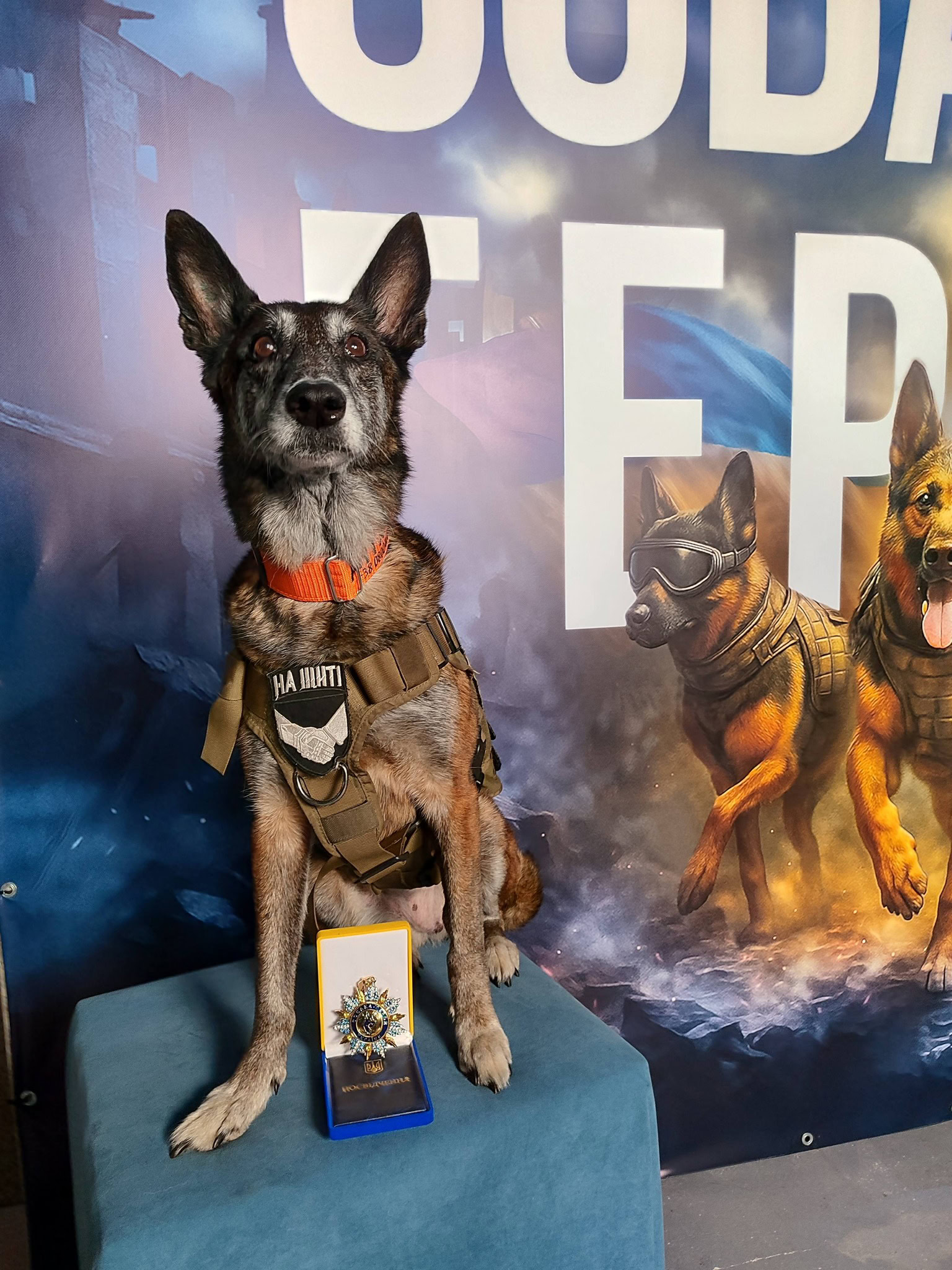 Павлоградська пошуковиця Спаркі отримала нагороду «Собака – герой України»