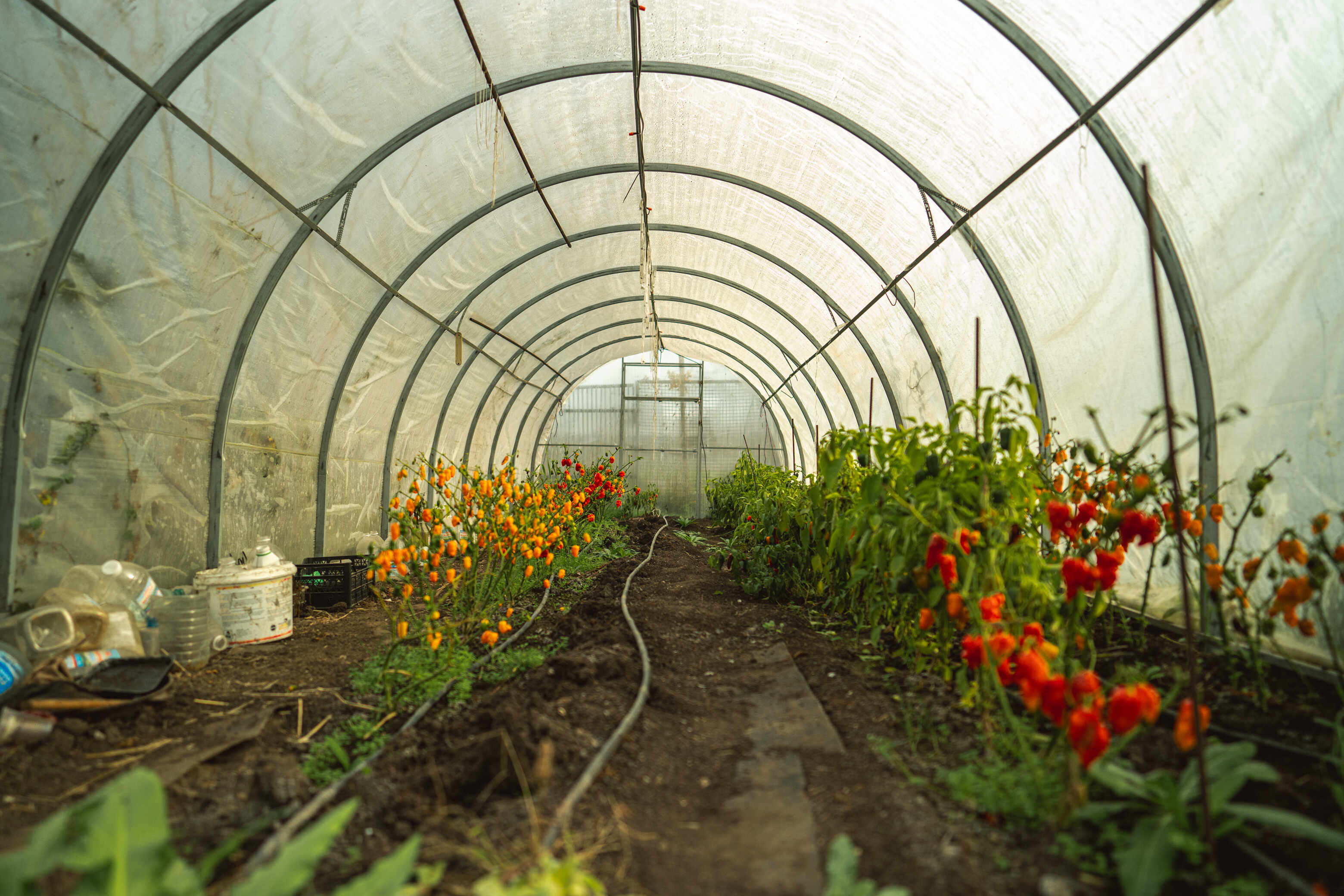 Халапеньйо в «піжамі» та Кароліна Ріпер: криворожанка вирощує перці з Книги рекордів Гіннеса