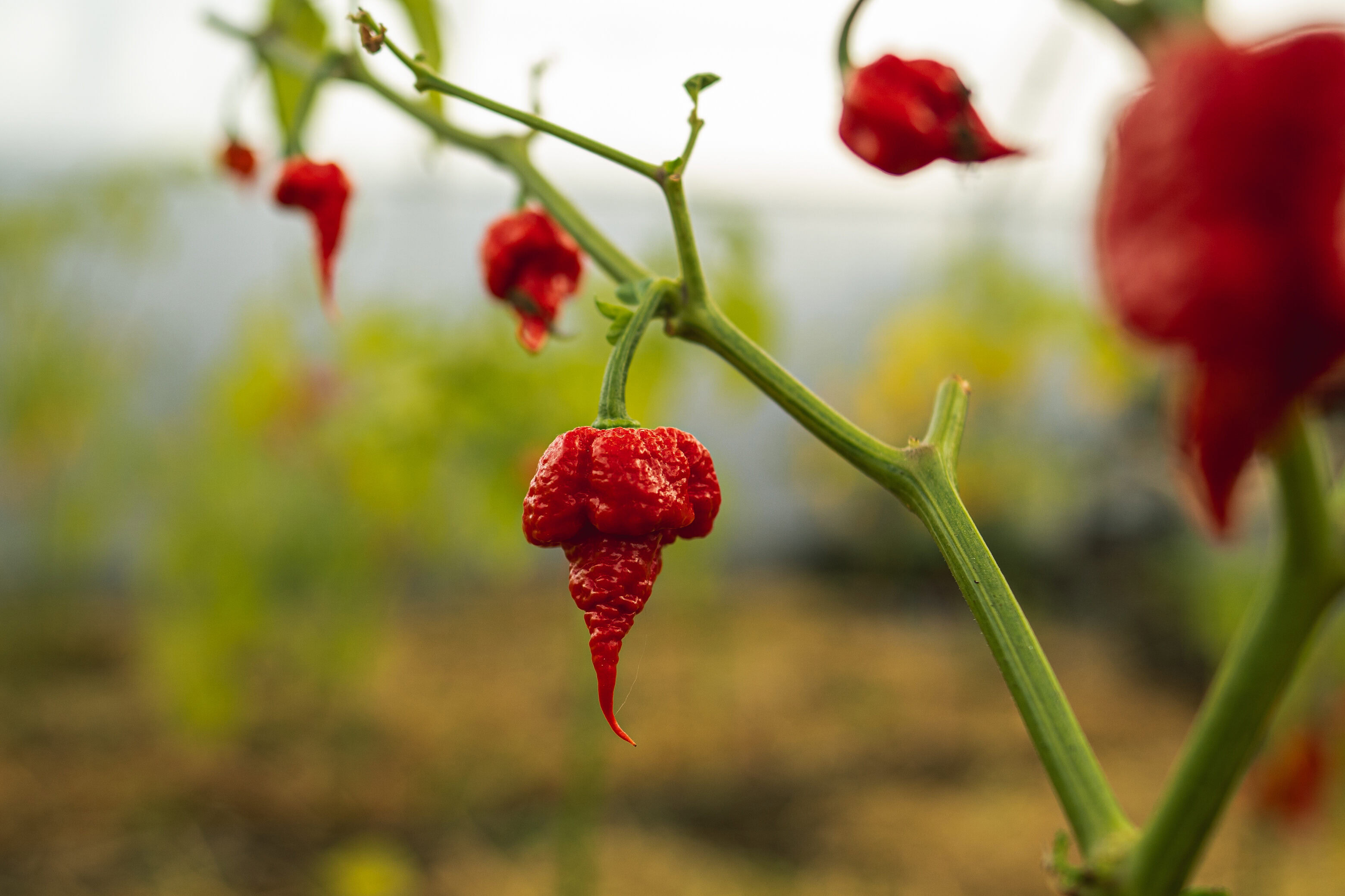 Халапеньйо в «піжамі» та Кароліна Ріпер: криворожанка вирощує перці з Книги рекордів Гіннеса