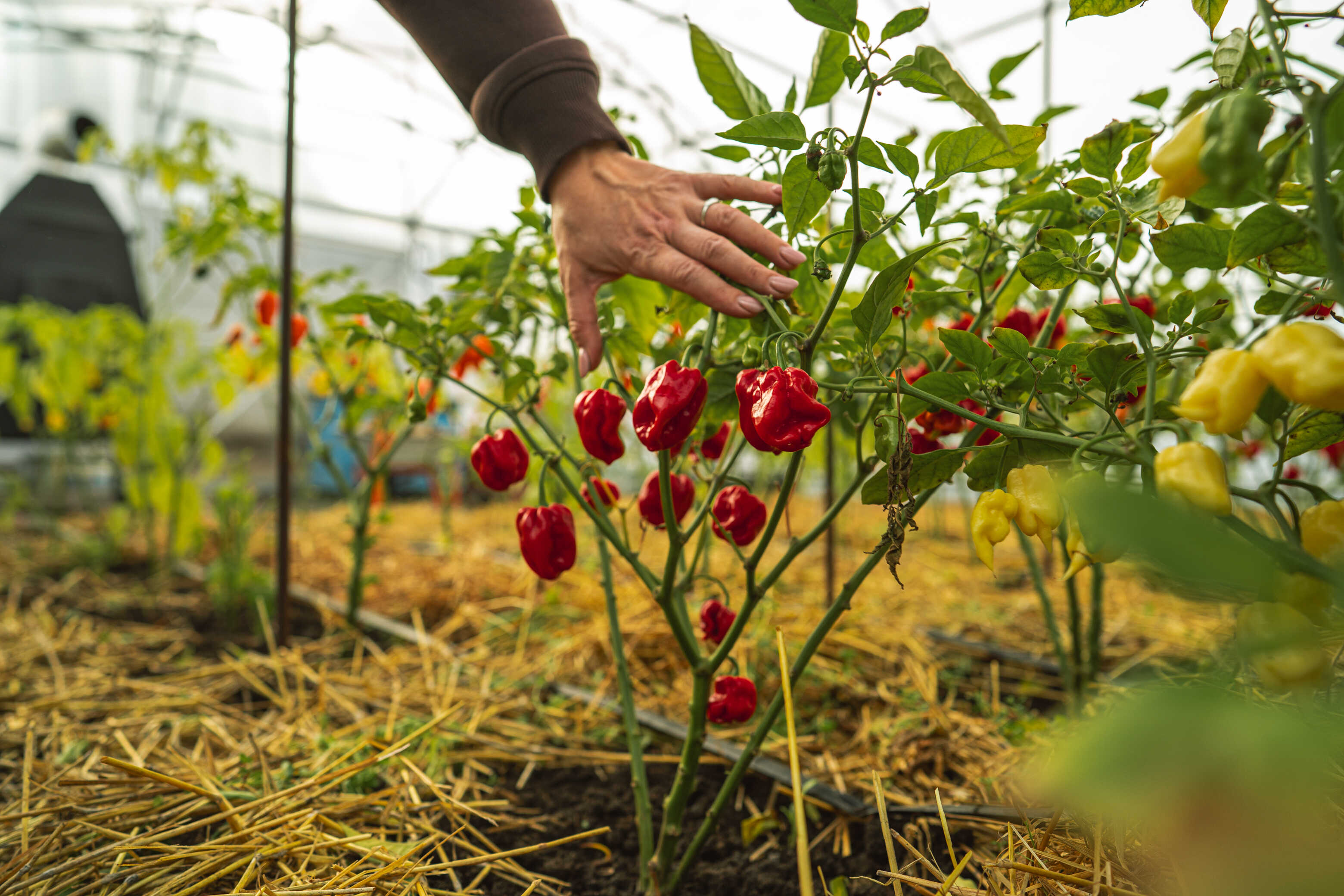 Халапеньйо в «піжамі» та Кароліна Ріпер: криворожанка вирощує перці з Книги рекордів Гіннеса