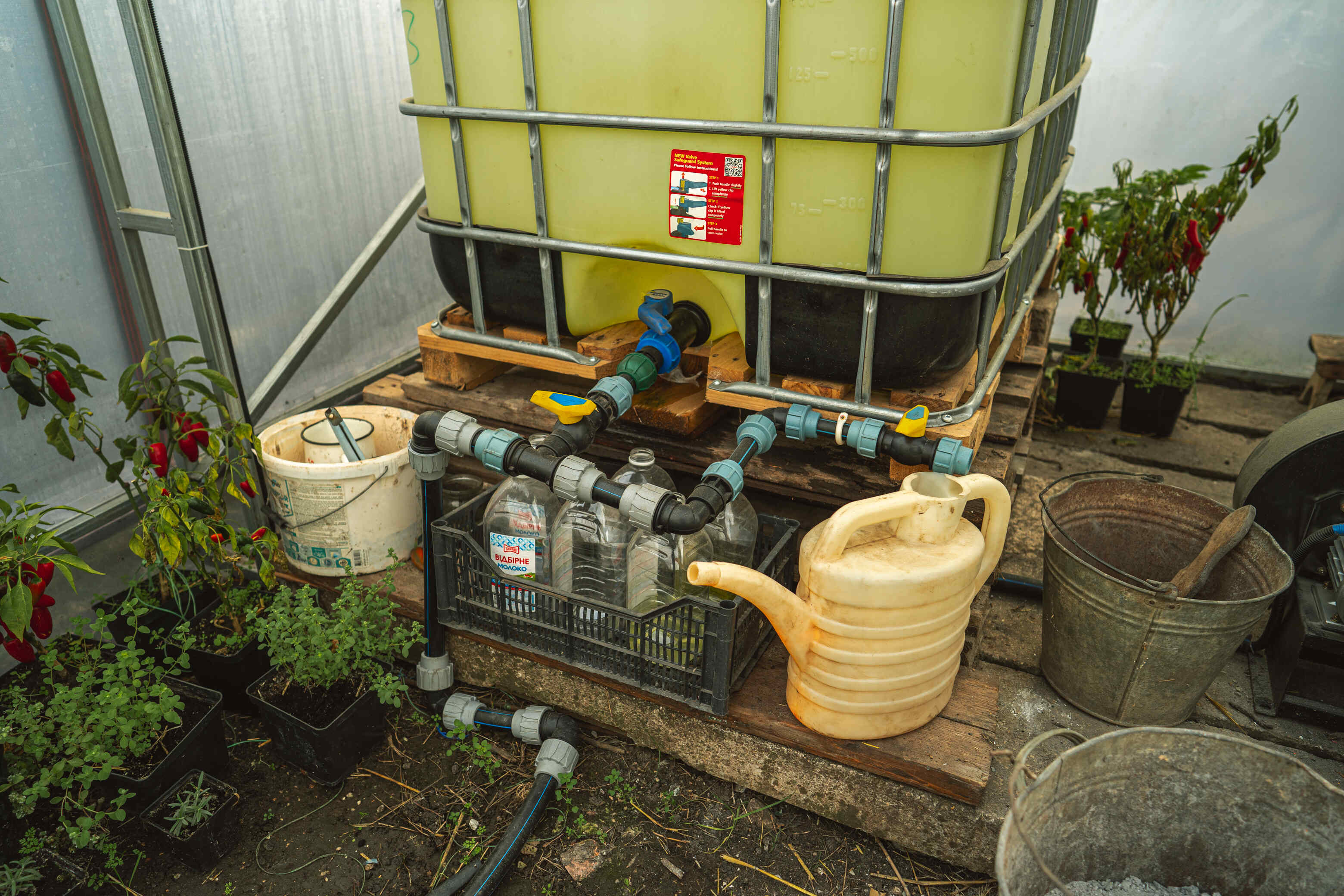 Халапеньйо в «піжамі» та Кароліна Ріпер: криворожанка вирощує перці з Книги рекордів Гіннеса