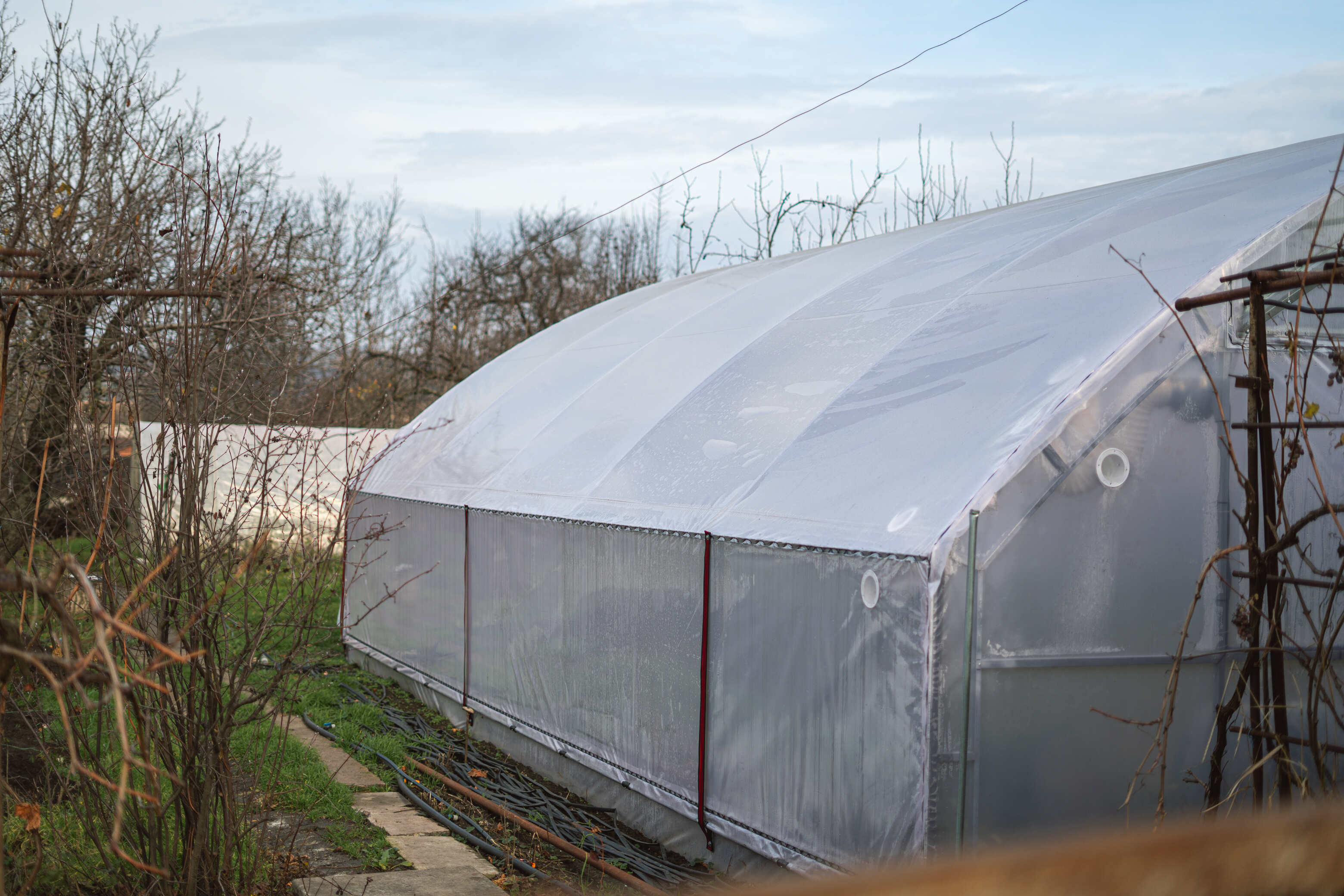 Халапеньйо в «піжамі» та Кароліна Ріпер: криворожанка вирощує перці з Книги рекордів Гіннеса