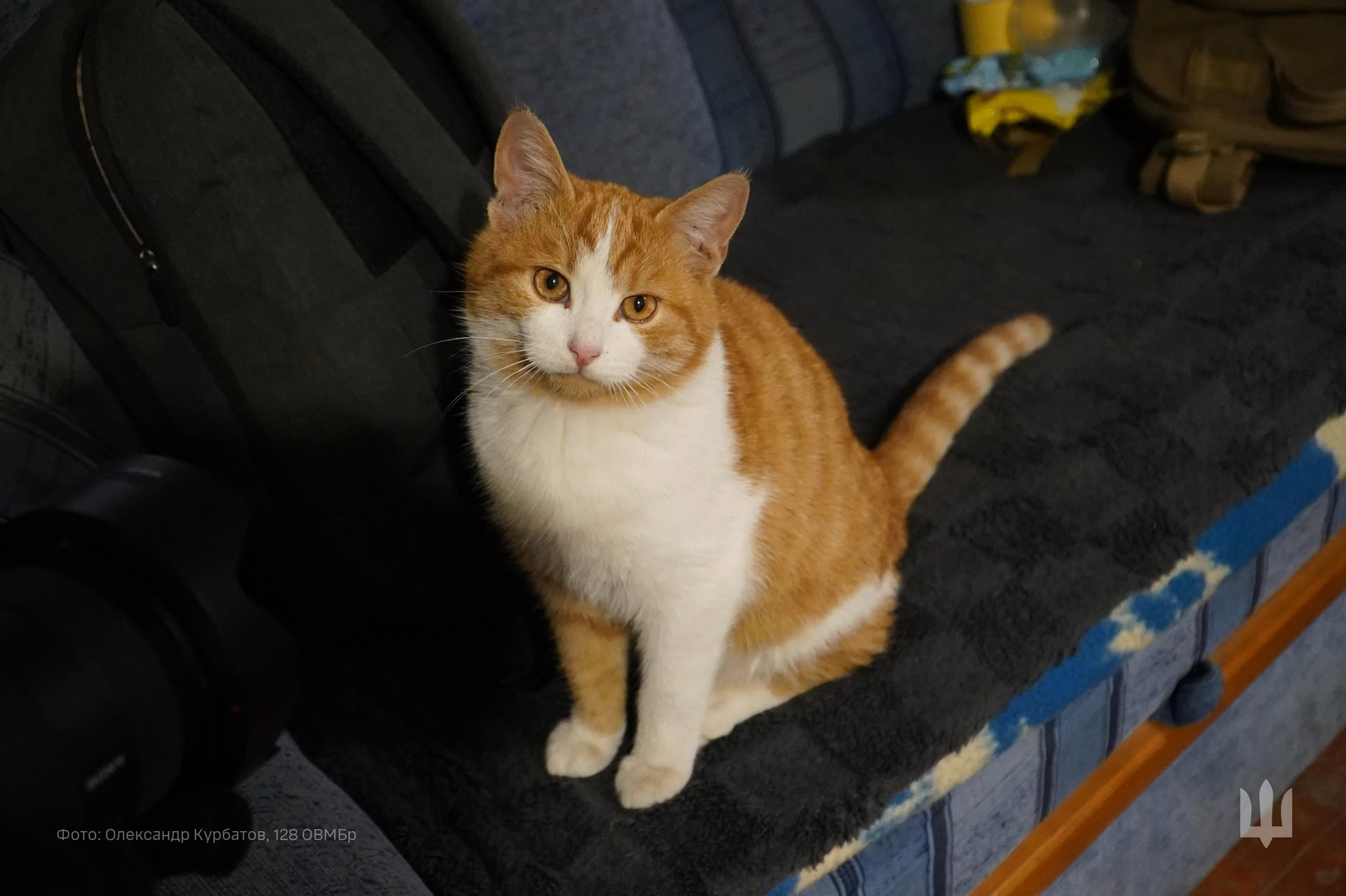 Натисни щоб дізнатись більше про: Кіт Рикошет – талісман дніпровської бригади «Дике Поле»: історія фронтового улюбленця