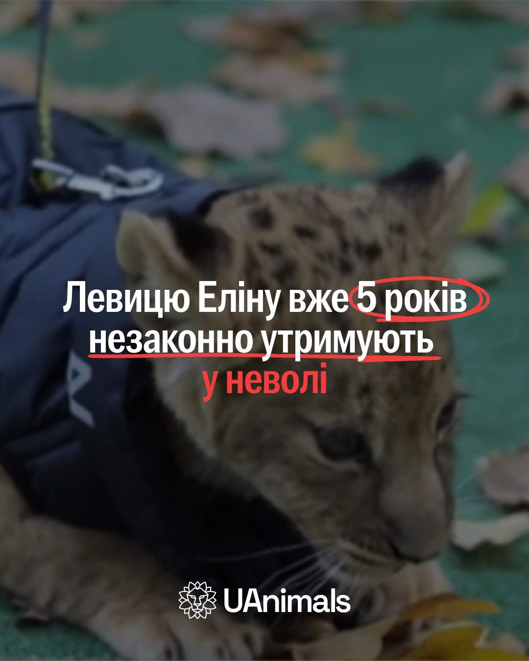 У Кривому Розі понад п’ять років утримують левицю на приватній конюшні: скарга зоозахисників