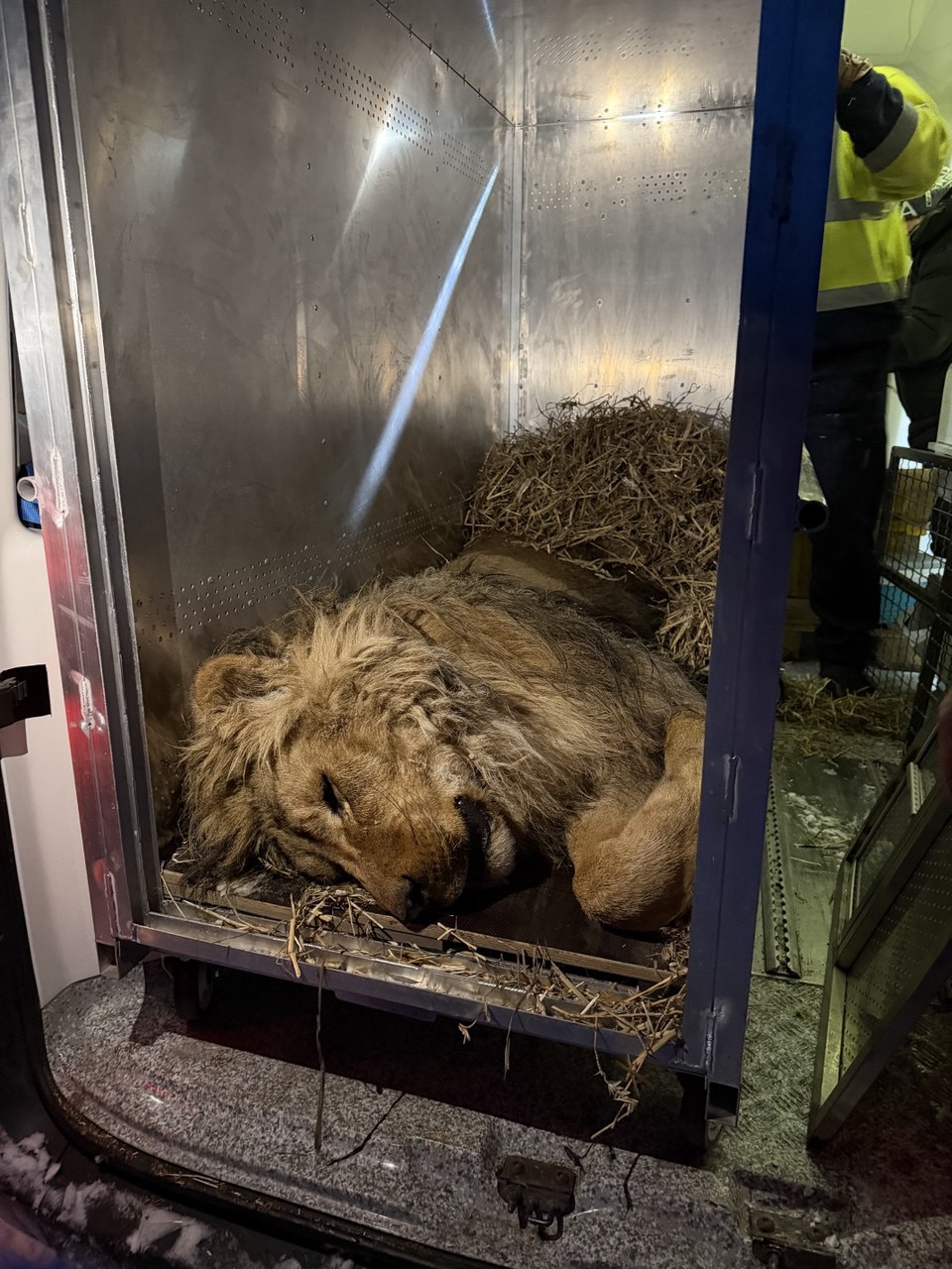 Замерзав у відкритому вольєрі: з Дніпровщини евакуювали лева Хана