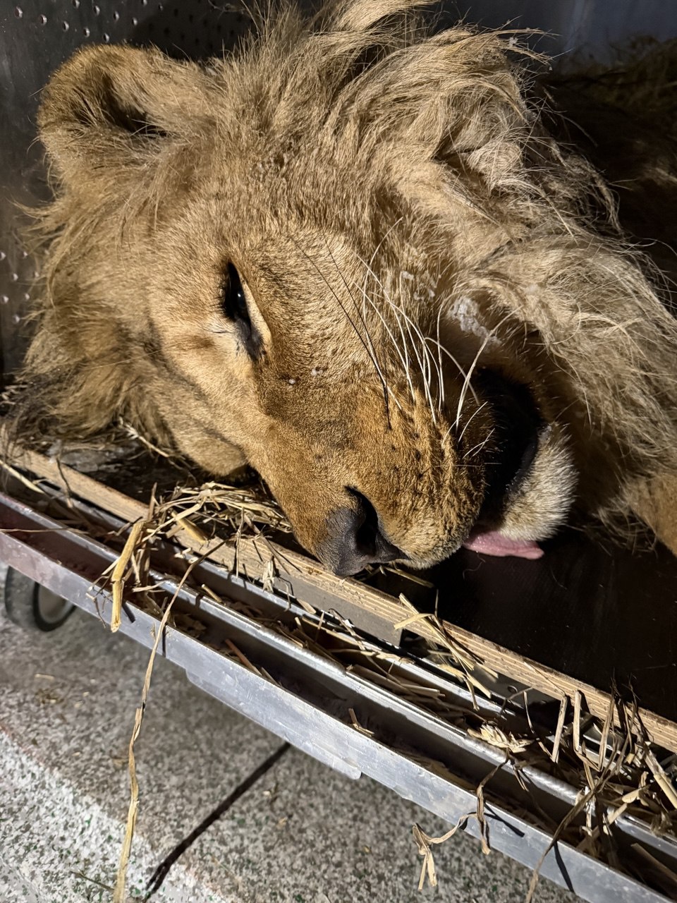 Замерзав у відкритому вольєрі: з Дніпровщини евакуювали лева Хана