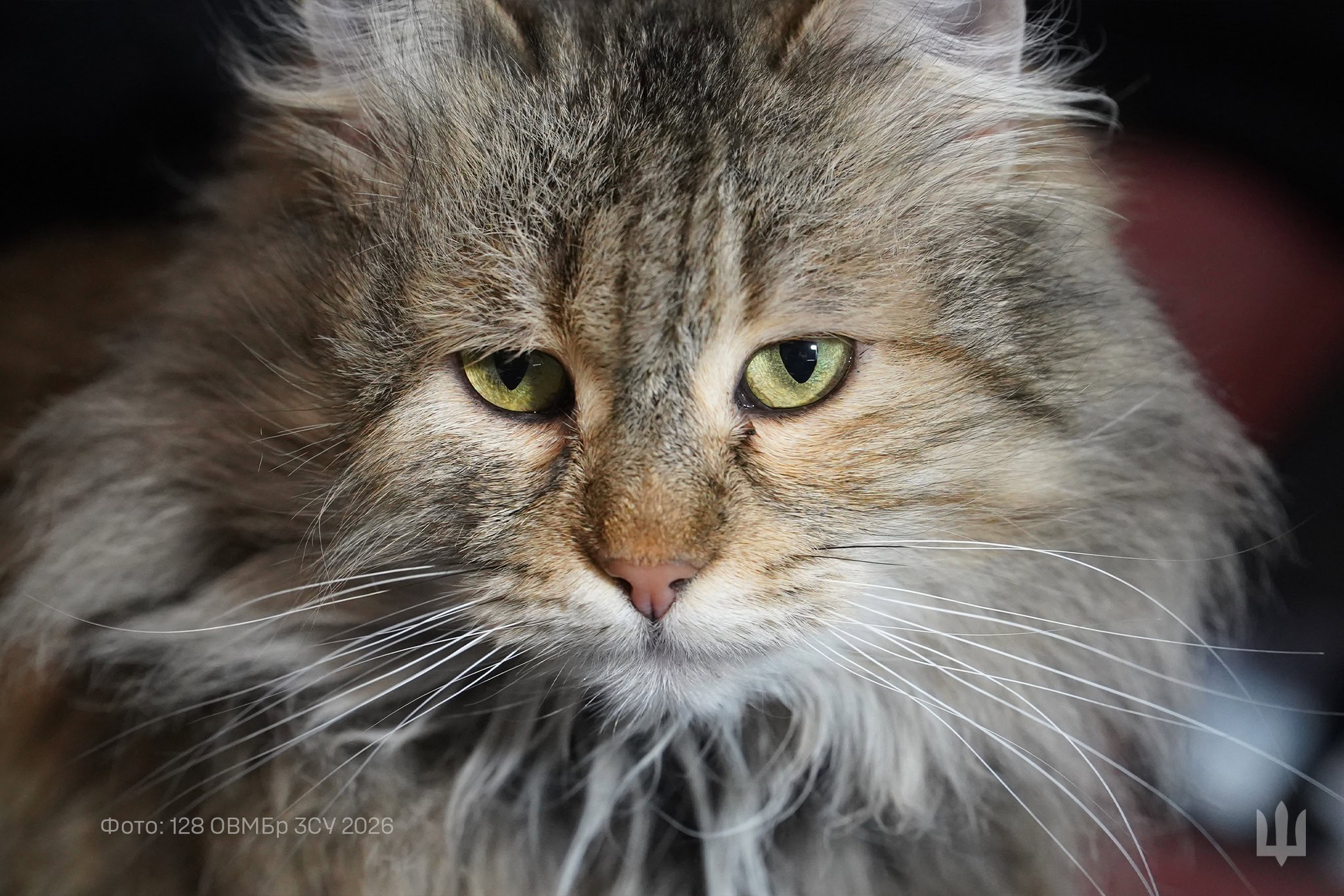 Сержант Сєвєр і окопна кішка Муся: фронтова команда дніпровської бригади «Дике поле»»