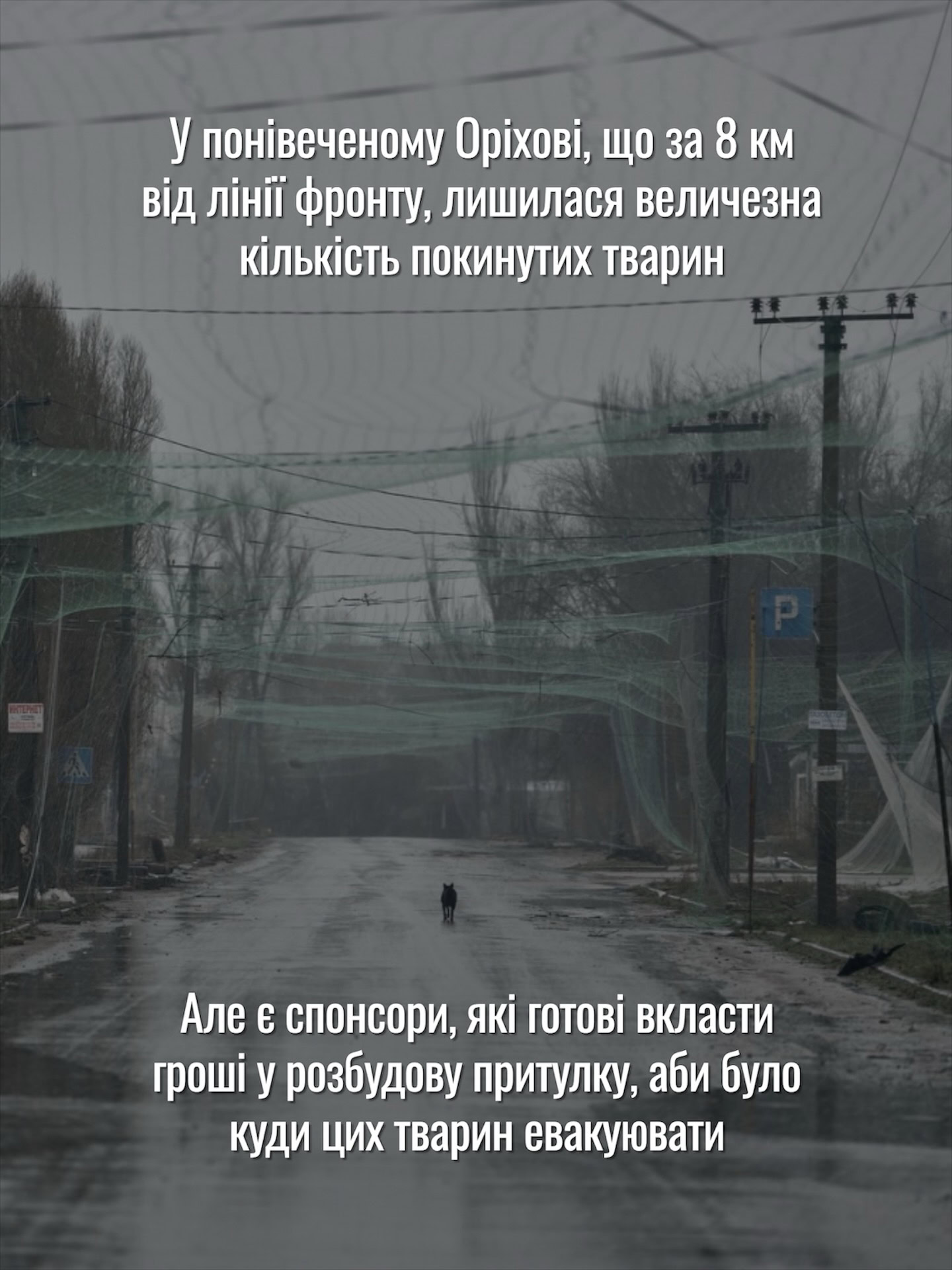 Для покинутих тварин з Оріхова шукають прихисток на Дніпровщині
