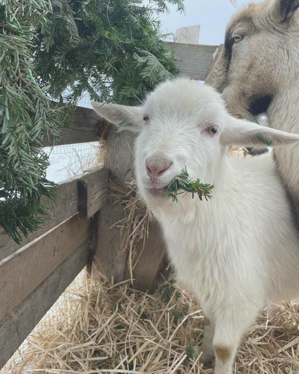 Новорічні ялинки у Дніпрі просять не викидати: їх чекають тварини на екофермі