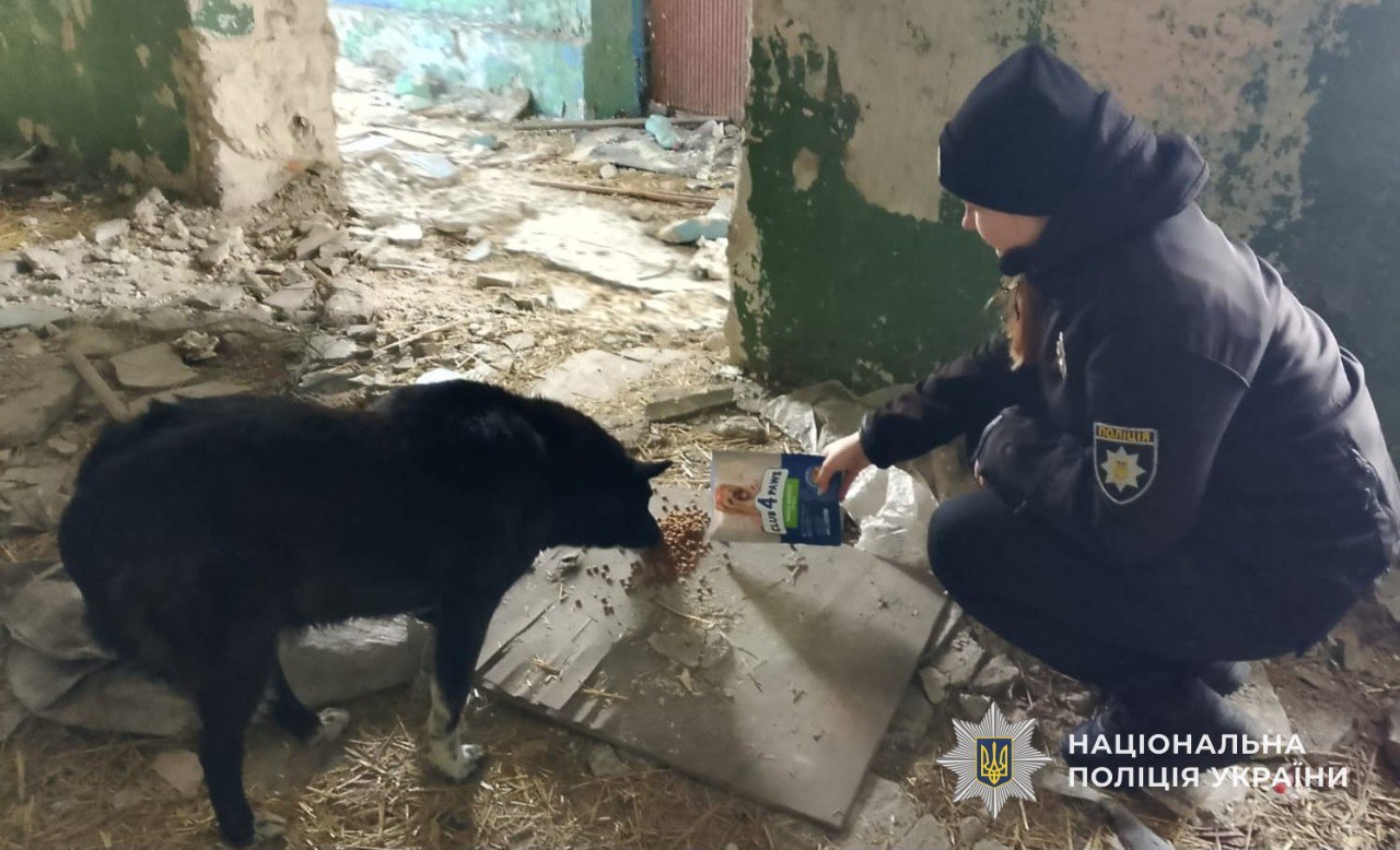 У Кам’янському хлопчик рятував безпритульних собак і сам опинився в пастці