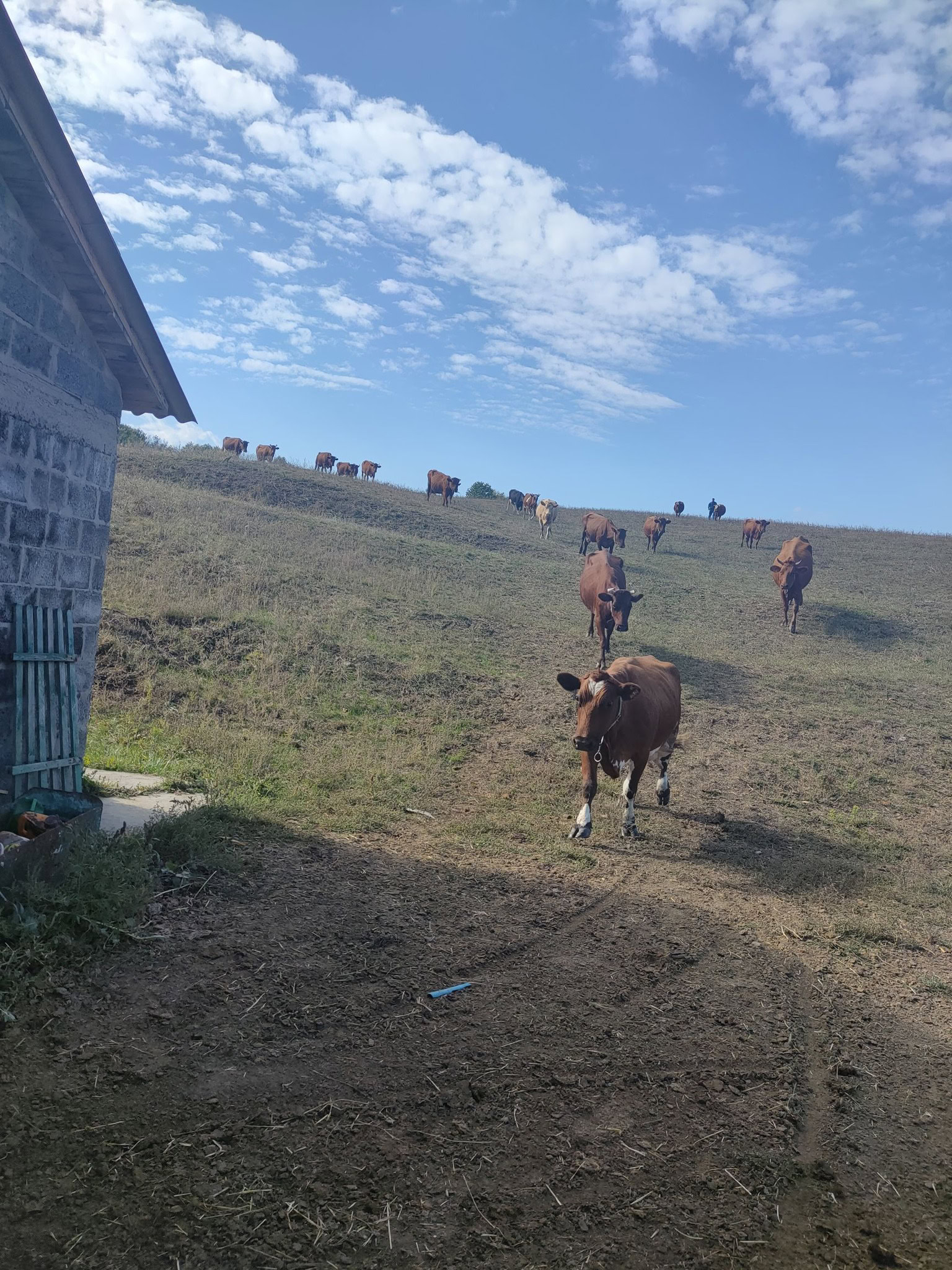 Під обстрілами: молочна ферма зі Слов’янська шукає новий дім для корів і сироварні
