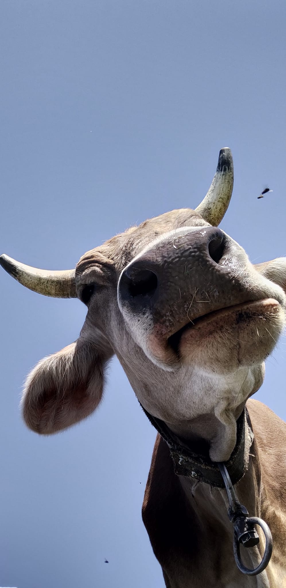 Під обстрілами: молочна ферма зі Слов’янська шукає новий дім для корів і сироварні