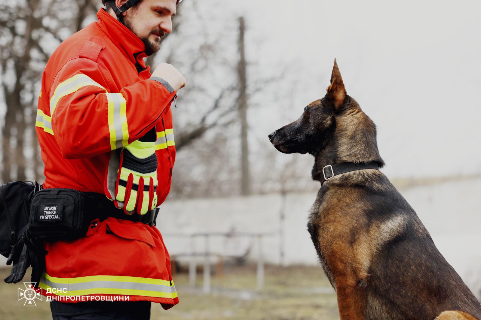 Фіджі і Арно: чотирилапі герої Дніпровщини рятують життя під завалами