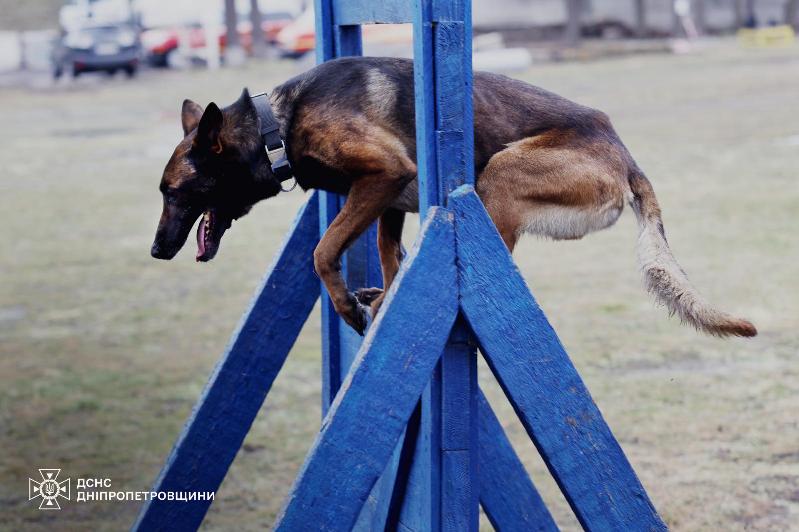 Фіджі і Арно: чотирилапі герої Дніпровщини рятують життя під завалами