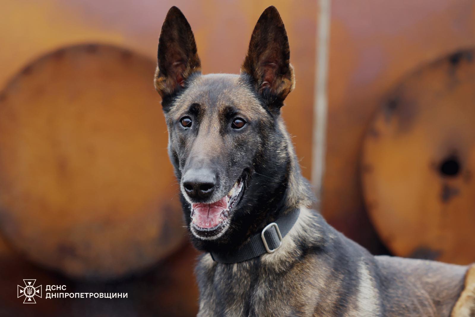Фіджі і Арно: чотирилапі герої Дніпровщини рятують життя під завалами